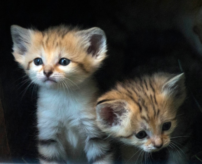 (Rick Egan  |  The Salt Lake Tribune)   Five-week -old baby sand cats, at Hogle Zoo. Thursday, June 7, 2018.