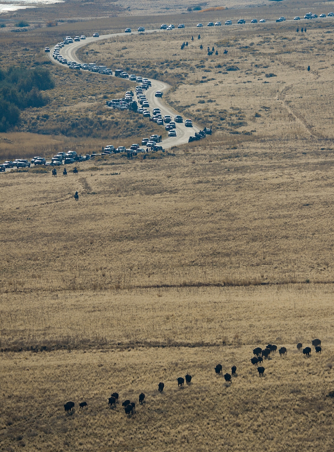 (Francisco Kjolseth  |  The Salt Lake Tribune)  Riders on horseback herd bison during the 33rd annual roundup, Saturday, Oct. 26, 2019, on Antelope Island, a state park located near Syracuse in Davis County. Every year Utah wildlife and parks officials move the animals from across the island so they can be weighed, tagged and given health screenings.