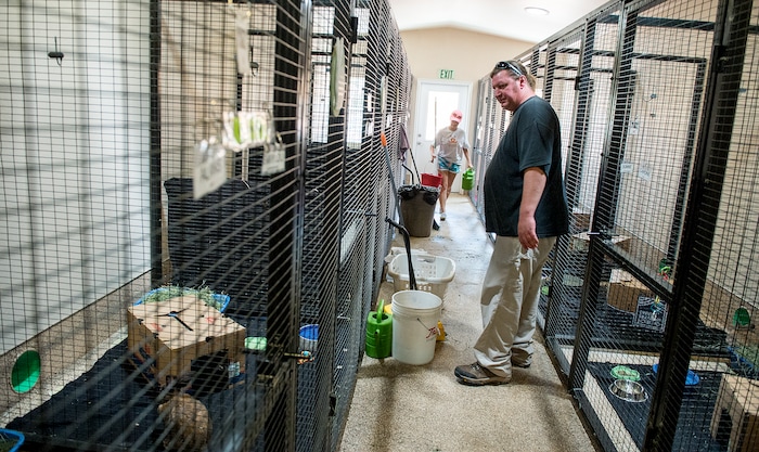 Leah Hogsten  |  The Salt Lake Tribune
"Rabbits are a big gut, surrounded by fur," said Best Friends rabbit manager Jason Dickman, center, who oversees 130 rabbits at the sanctuary. Dickman said the pens are to capacity every year in the summer when the novelty of owning and caring for a rabbit, obtained at Easter time wears off. Adoptees of rabbits must attend a series of trainings to adopt a rabbit to learn how to care for their fragile vertebras. Rabbits are excellent diggers and burrowers. They are extremely territorial and "fight to the death" said Dickman. Rabbits have over 360 bowel movements a day and are breeding machines.   Best Friends saves thousands of animals every year as the nation's largest no-kill sanctuary, encompassing some 3,700 acres about 5 miles outside Kanab.
