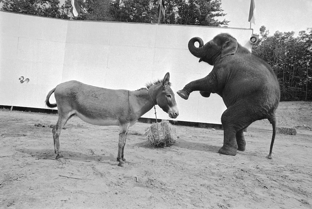 (Bob Schutz | AP) Dolly the elephant and Dottie the donkey are placed in a pen at Storytown in Lake George, New York, Aug. 24, 1972, where both are part of a circus act.