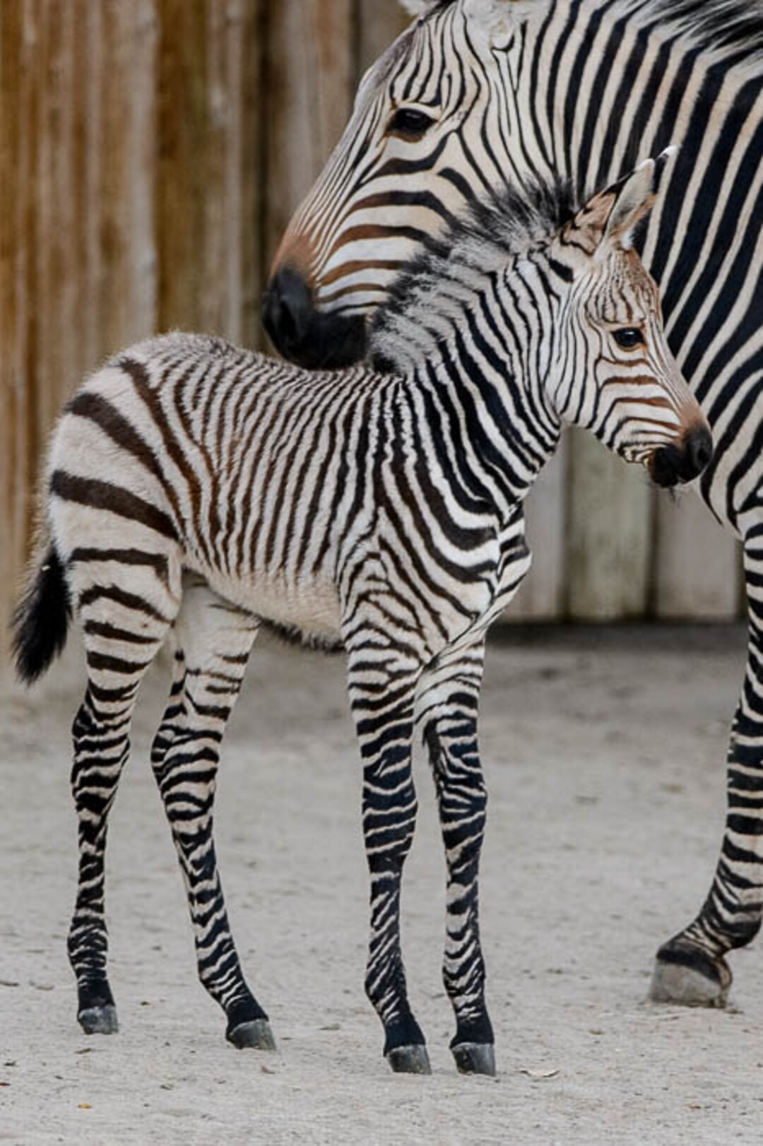 (Trent Nelson | The Salt Lake Tribune)  Clementine, left, a baby zebra born Oct. 23, with her mother, Zoe, at Utah's Hogle Zoo, Tuesday Oct. 30, 2018.