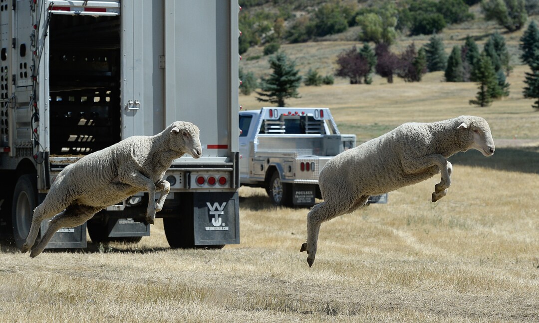 (Francisco Kjolseth  |  The Salt Lake Tribune)  Hundreds of sheep arrive from the Strawberry Valley to Midway's Soldier Hollow as they leap from trucks on Wed. Aug. 29, 2018, for this weekend's 16th annual Soldier Hollow Classic Sheepdog Championship and Festival, which runs Aug. 31-Sept. 3. This year, 44 dogs and 34 handlers will work with 331 sheep for the $20,000 purse.