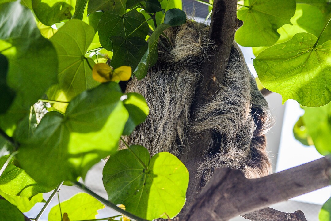 (Francisco Kjolseth  |  The Salt Lake Tribune)  The rear end of a new guest napping the day away can be seen at the Loveland Living Planet Aquarium who has acquired a couple of two-toed sloths that will be unveiled to the public on Friday. They've been adjusting to the sights and sounds of the aquarium for the last couple of weeks after being rescued from the South American country of Guyana due to habitat deforestation.
