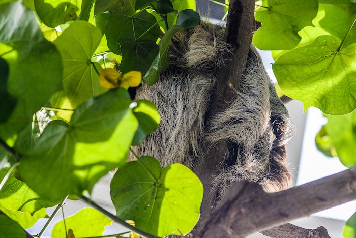 (Francisco Kjolseth | The Salt Lake Tribune) The rear end of a new guest napping the day away can be seen at the Loveland Living Planet Aquarium who has acquired a couple of two-toed sloths that will be unveiled to the public on Friday. They've been adjusting to the sights and sounds of the aquarium for the last couple of weeks after being rescued from the South American country of Guyana due to habitat deforestation.