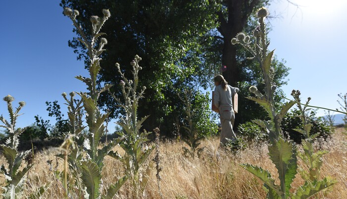 (Francisco Kjolseth | The Salt Lake Tribune) Catherine Kirby, with Noble Horse Sanctuary, displays her compassion for animals by moving a weak and dehydrated young red-tailed hawk back to the cottonwood tree it came from.