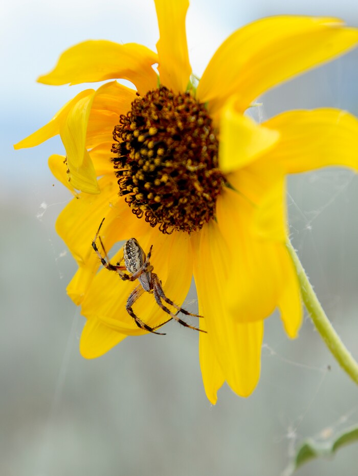 (Leah Hogsten | The Salt Lake Tribune) Thousands of Western Spotted Orb Weavers cover the foliage at the Antelope Island Spider Fest 2019 at Antelope Island State Park, August 3, 2019. Spider Fest featured a day full of spider-themed presentations, crafts, guided walks, citizen science, poetry, photography, art and educational presentations about the arachnids on the island.