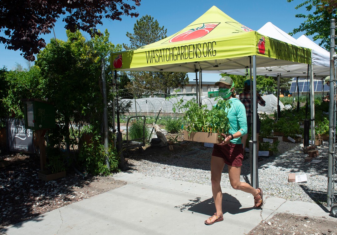 (Rick Egan  |  The Salt Lake Tribune)   Savannah Simmons-Grover delivers plants to a customer in their car during the Wasatch Community Gardens 2020 Spring Plant Sale Fundraiser, Saturday May 9, 2020