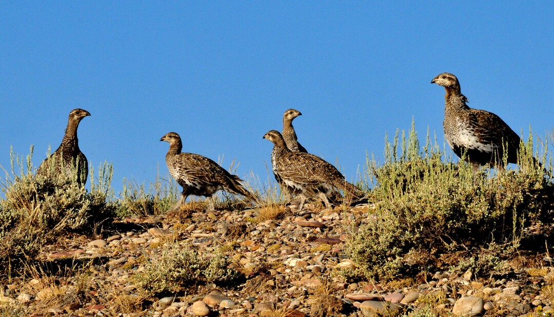 This July, 28, 2014 photo provided by the U.S. Fish and Wildlife Service shows a Greater Sage Grouse Hen with Brood at the Seedskadee National Wildlife Refuge in Wyoming. A government study recommends keeping oil and gas drilling, wind farms and solar projects more than 3 miles away from the breeding grounds of a bird that ranges across much of the Western U.S. a finding that could carry significant impacts for the energy industry as the Obama administration weighs whether the greater sage grouse needs more protections after seeing its population plummet in recent decades. (AP Photo/U.S. Fish and Wildlife Service,Tom Koerner)