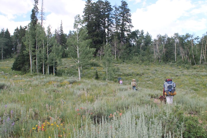 Jessica Miller | The Salt Lake Tribune
The White Pine Lake Trail near Tony Grove Lake in Logan, July 17. 2015.