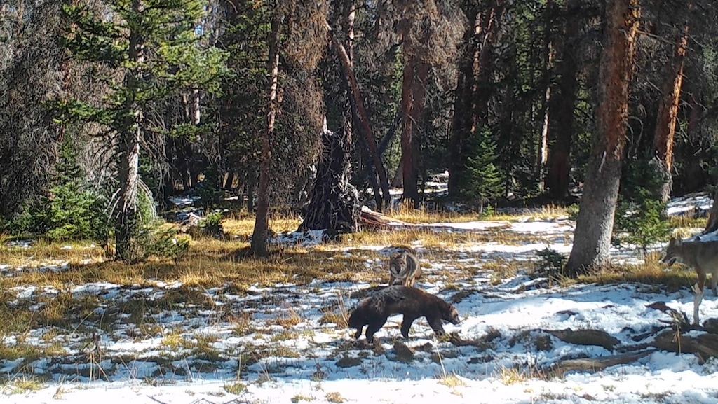 (Jeremy Wilcox | Utah Division of Wildlife Resources) A wolverine was spotted with two coyotes on elk hunter Jeremy Wilcox's trail camera on Oct. 3, according to the Utah Division of Wildlife Resources.