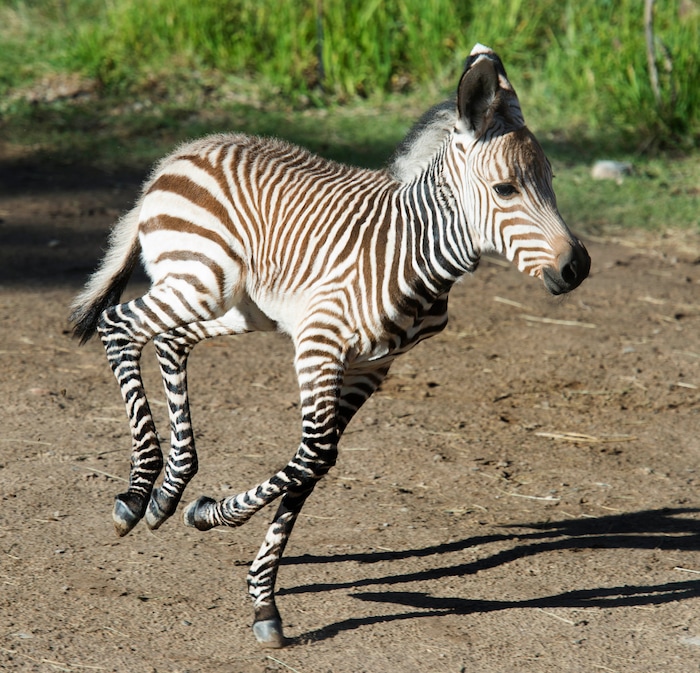 (Rick Egan  |  The Salt Lake Tribune)   A new baby  zebra born Saturday at Hogle Zoo, romps around the pen, Thursday, June 7, 2018.