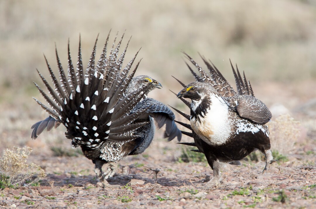Rick Egan  |  The Salt Lake TribuneTwo Sage-Grouse fight for dominance, while strutting on a lek in the Parker Mountain area, near Loa, Utah, Friday, April 22, 2016.