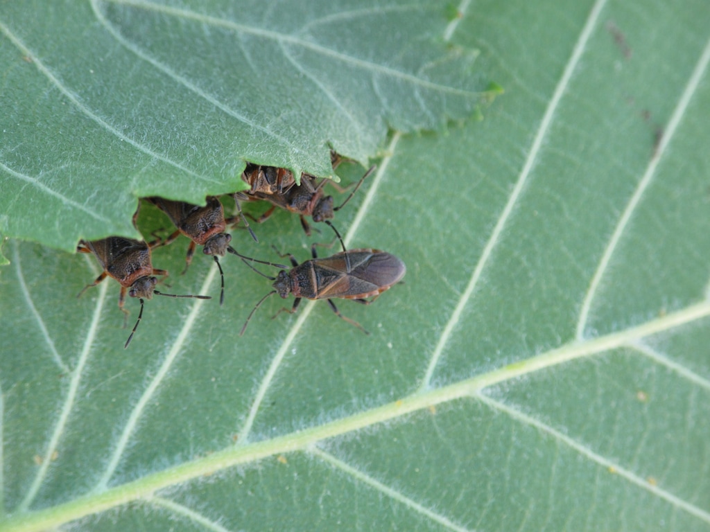 (Ryan Davis | Utah State University Extension)  Adult elm seed bugs. These invasive pests appeared in Utah sometime around 2014. The insects have been known to enter homes in large numbers, but are harmless.