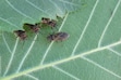 These invasive pests are wriggling into Wasatch Front homes. Here’s what you can do.By Sydney Jezik