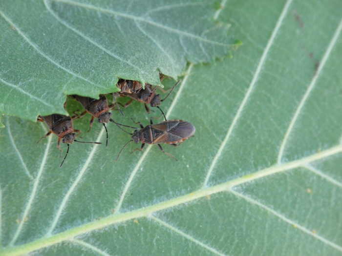 (Photo courtesy Ryan Davis, Utah State University Extension) Adult elm seed bugs. These invasive pests appeared in Utah sometime around 2014 and have recently experienced a population boom. The insects have been known to enter homes in large numbers, but are harmless.