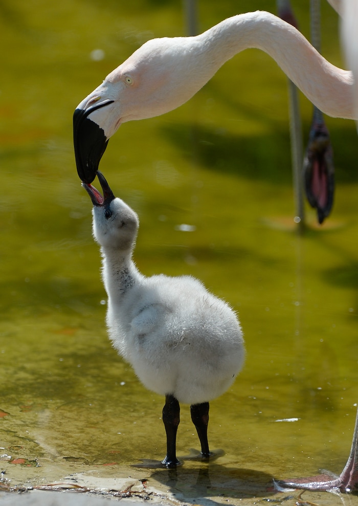 (Francisco Kjolseth  |  The Salt Lake Tribune)  Tracy Aviary has a variety of new birds, including three new baby Chilean Flamingos as one gets "crop milk" on Tuesday, Aug.14, 2018 . The trio, ranging in age from 14 to 29 days of age are growing fast and the aviary is currently having a naming competition. Every egg that is laid at the aviary is given a number. Chick 3 just happened to get the egg number 007, so keepers decided to theme the flamingo chick naming contest with 007 names. 