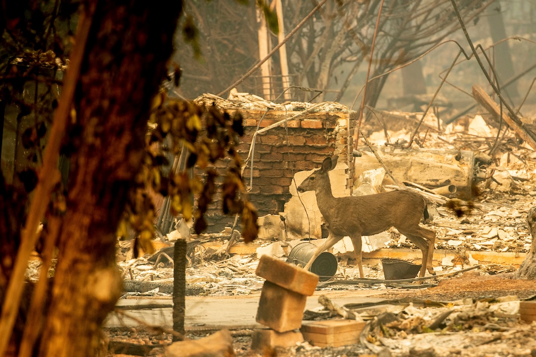 A deer walks past a destroyed home on Orrin Lane after the wildfire burned through Paradise, Calif., on Saturday, Nov. 10, 2018. Not much is left in Paradise after a ferocious wildfire roared through the Northern California town as residents fled and entire neighborhoods are leveled. (AP Photo/Noah Berger)