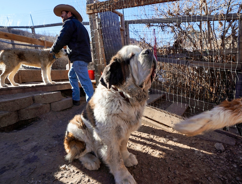 (Chris Samuels | The Salt Lake Tribune) Fernando Ramirez tends to dogs at the boarding facility at Rancho Luna Lobos near Peoa, Monday, Dec. 15, 2025.