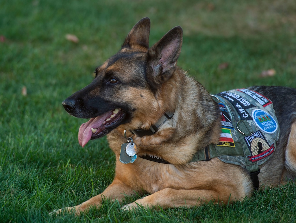 (Rick Egan | Tribune file photo) Geli, who served with U.S. military contractors in Kuwait, is photographed at her new home in Fruit Heights, Utah, Aug. 28, 2019. She was rescued through an effort to save dogs abandoned by the U.S. military or contractors after their handlers return home from duty.