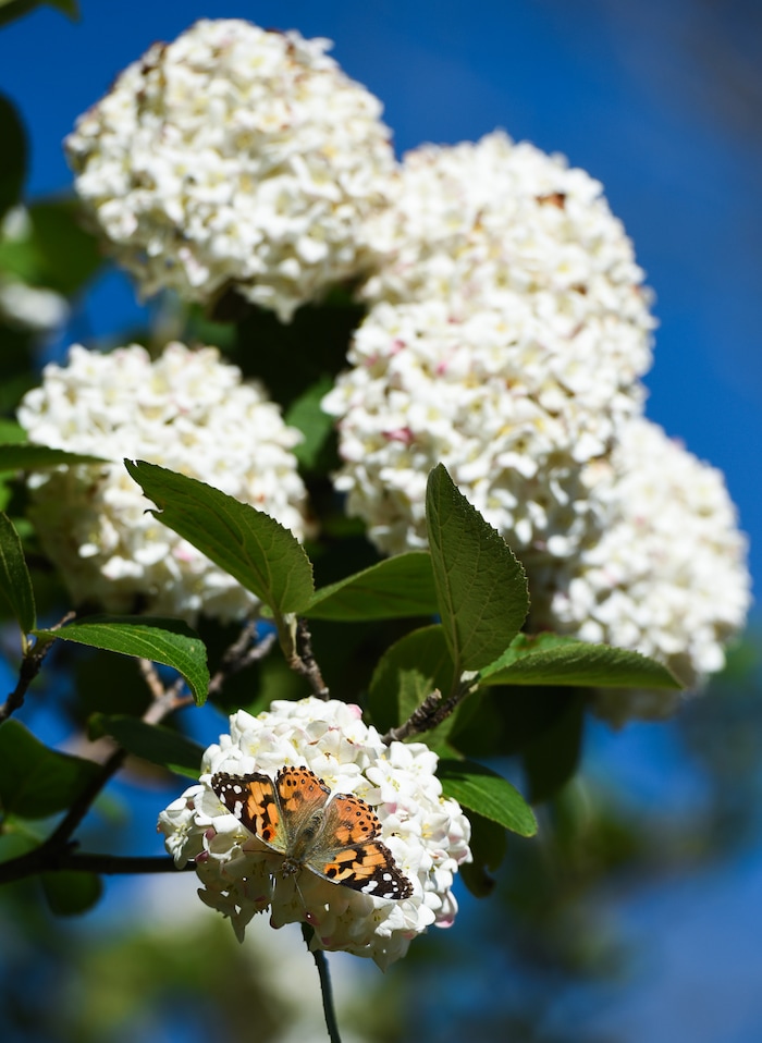 (Francisco Kjolseth | The Salt Lake Tribune) People have been seeing numerous painted lady butterflies throughout Utah recently. An entomologist from the Utah museum of natural history says this is the largest migration of these butterflies since 1991.
