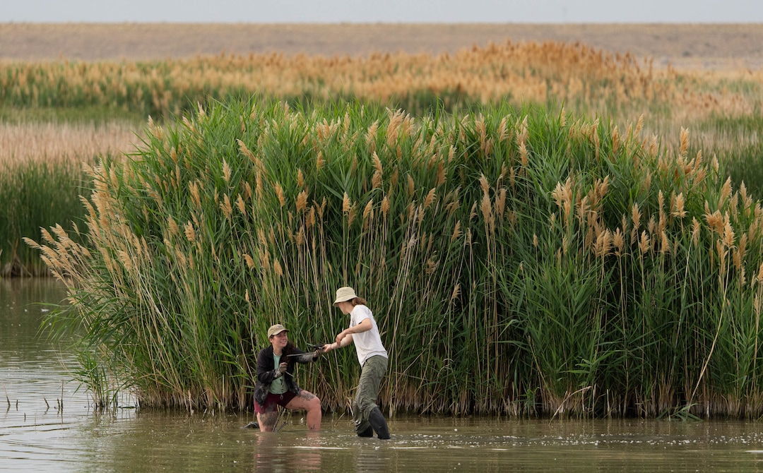(Francisco Kjolseth | The Salt Lake Tribune) Cooper Farr, Director of Conservation at Tracy Aviary, left, and Courtney Check, an ecology student at Utah State University working on her masters degree, place specially modified traps for American white pelicans in the Bear River Migratory Bird Refuge, a 74,000-acre nature reserve in the northern Great Salt Lake on Wednesday, June 23, 2021. Scientists and biologists are studying the effects on the birds and species that depend on saline lakes as the western United States faces severe drought.