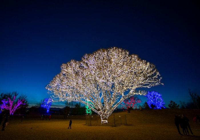 (Rick Egan | The Salt Lake Tribune) The largest willow tree at Draper City Park glows with more than1,000 strands of lights, creating what they call The Tree of Life on Thursday, Dec. 24, 2020.