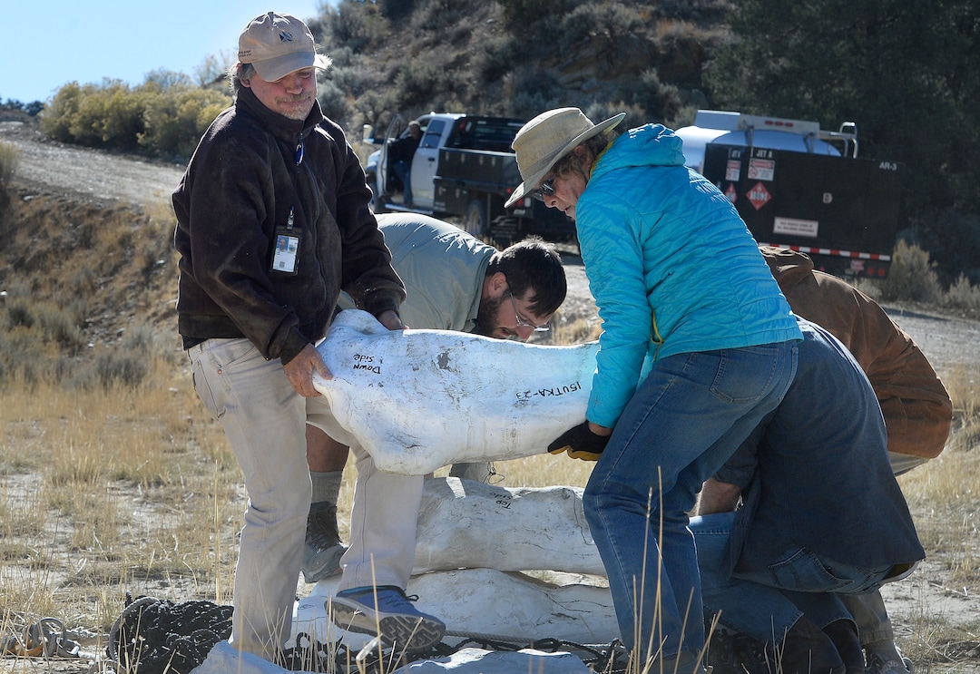 (Scott Sommerdorf   |  The Salt Lake Tribune)   BLM paleontologist Alan Titus, left, and volunteer paleontologist Jeanette Bonnell carry one of the heavier plaster-encased bundles of the fossilized Tyrannosaurus Rex skeleton found near Tropic, Utah, Sunday, October 15, 2017. The collected pieces of the animals' skeleton were airlifted to this site from the site where the skeleton was found in 2015 by Titus.