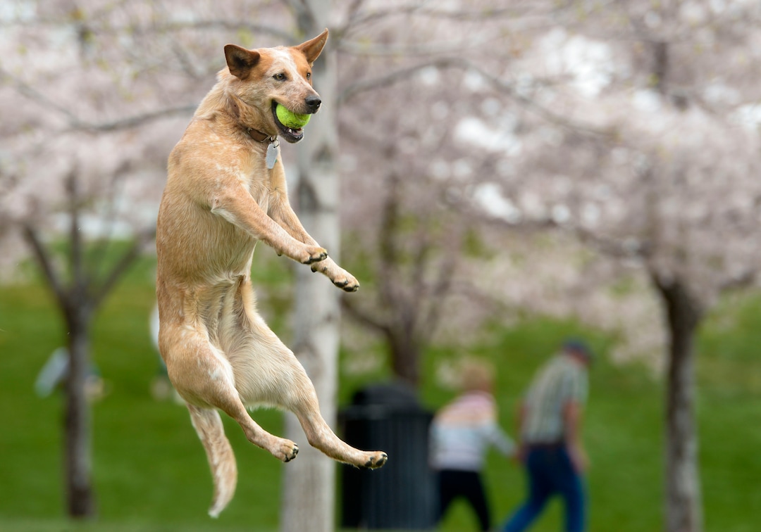 (Leah Hogsten  |  The Salt Lake Tribune) Lady, a 2-year old Red Heeler takes a break from being indoors to fetch a tennis ball. Thursday's sunshine and fresh air brought many visitors to the Capitol grounds to walk under the blossoming Yoshino cherry trees that line the .7 mile Memorial Walkway encircling Capitol Hill, April 9, 2020.