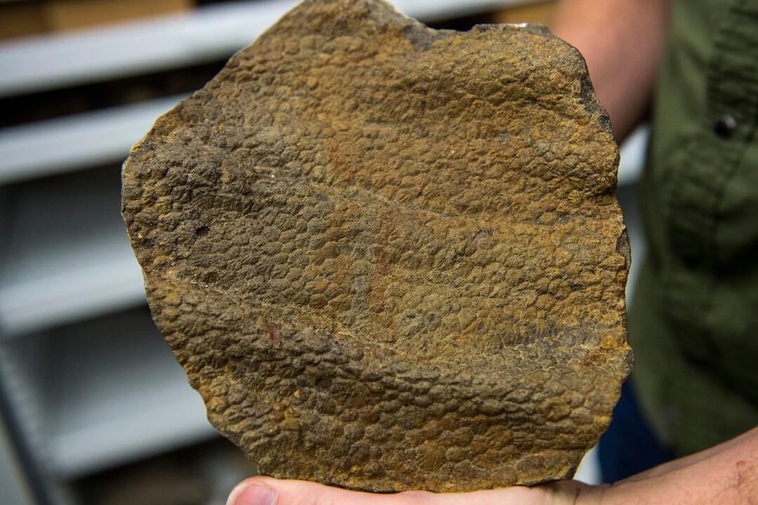(Chris Detrick  |  The Salt Lake Tribune)  Chief Curator/Curator of Paleontology Randall Irmis holds a Gryposaur skin impression discovered in the Grand Staircase-Escalante National Monument at the Natural History Museum of Utah.