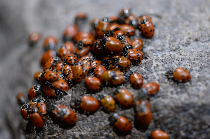 (Francisco Kjolseth  |  The Salt Lake Tribune)  Thousands of lady bugs, nature's organic pest control helpers, are an important element of a new exhibit at the Loveland Living Planet Aquarium where they are about to display 650 Painted Lady butterflies as part of their Journey to South America gallery which opens to the public on Friday. In the Spring they plan to add more species to the exhibit.
