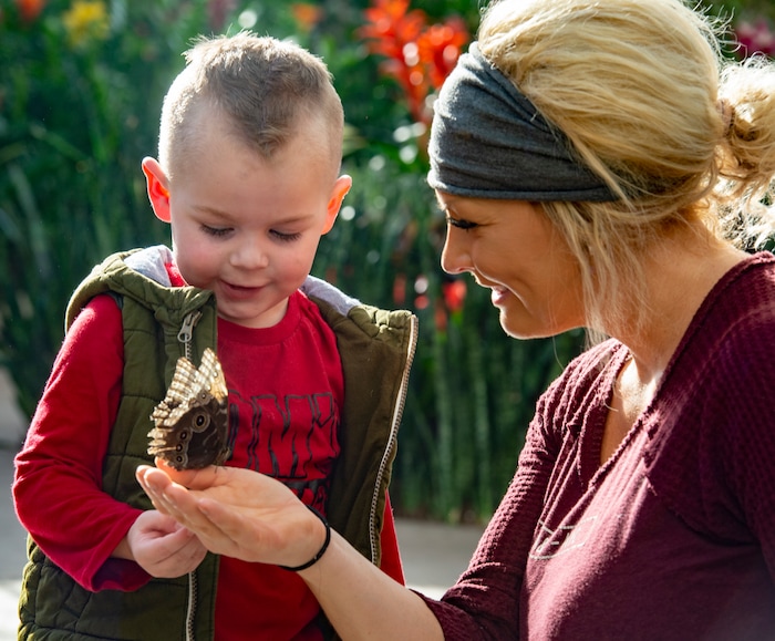 (Rick Egan  |  The Salt Lake Tribune)     
Kruze Steele, 3, as it is held by Candice Steele, at the Butterfly Biosphere at Thanksgiving Point’s Water Tower Plaza in Lehi. Tuesday, Jan. 22, 2019.  The New Butterfly Biosphere is home to more than a thousand butterflies from around the world. 