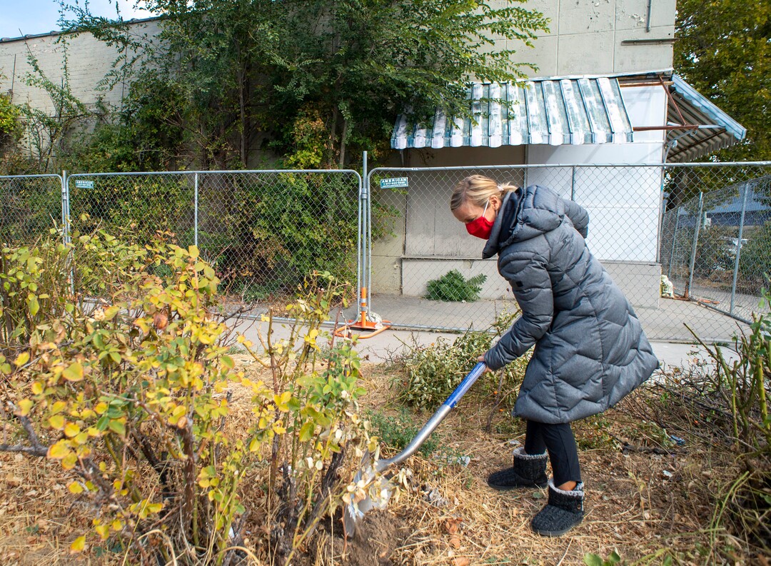 (Rick Egan  |  The Salt Lake Tribune)     Tenille Bender digs a rose bush on the property of an old drug store on 200 South in Salt Lake, on Friday, Oct. 23, 2020.