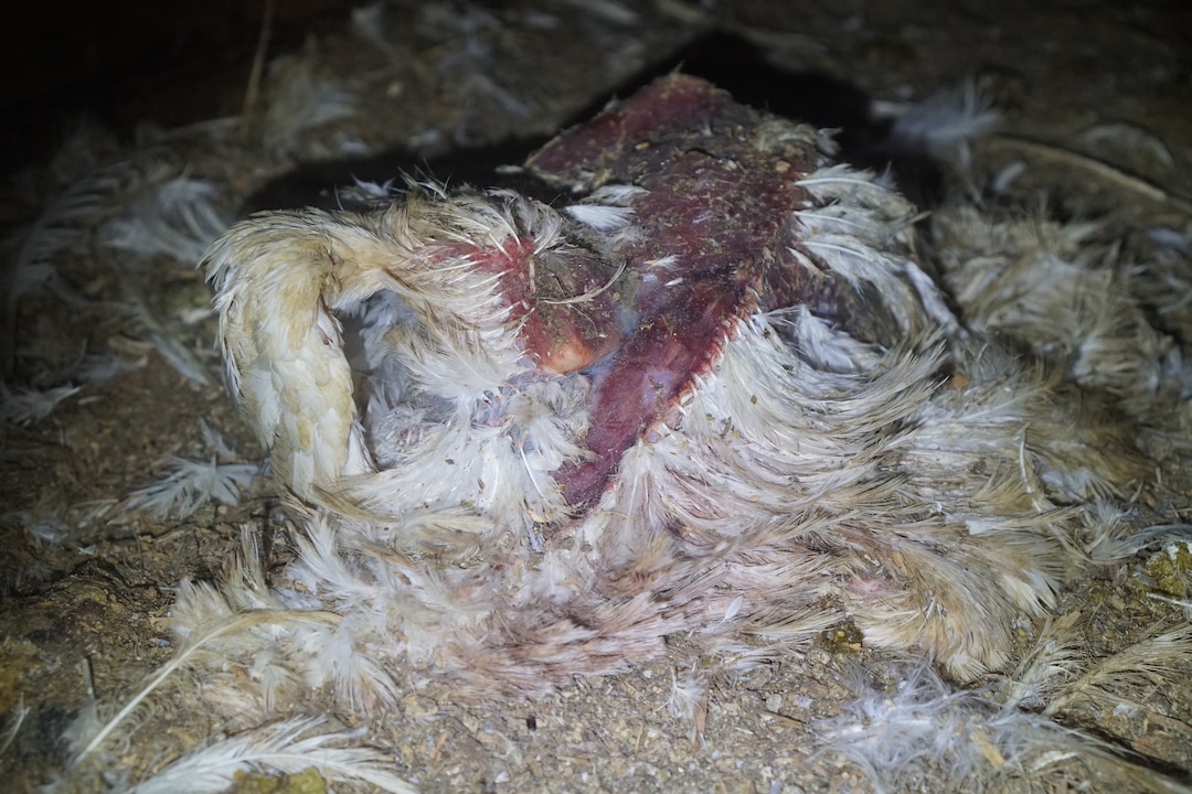 (Courtesy Wayne Hsiung)  Turkeys are seen at a Norbest farm near Moroni, Utah. The photos were taken by activists from Direct Action Everywhere.