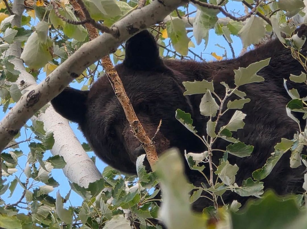 (Grand County Sheriff’s Office) A 15-year-old female black bear sits in a tree in Spanish Valley on Aug. 11 before being tranquilized by the Utah Division of Wildlife Resources. DWR later euthanized the bear rather than relocating it.