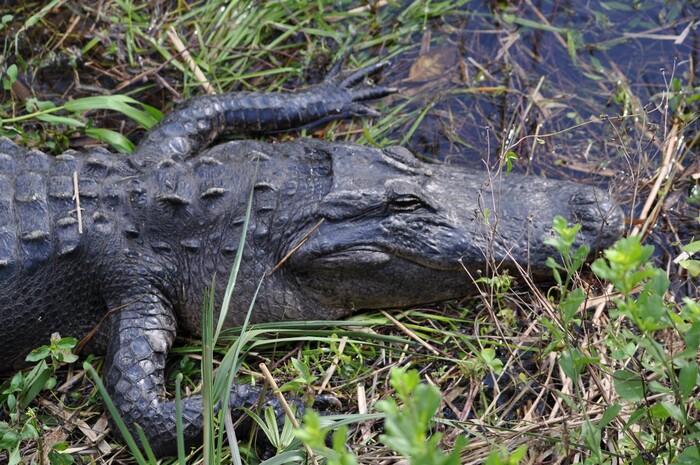 (Erin Alberty | The Salt Lake Tribune) An alligator rests Feb. 2, 2016 in Everglades National Park.