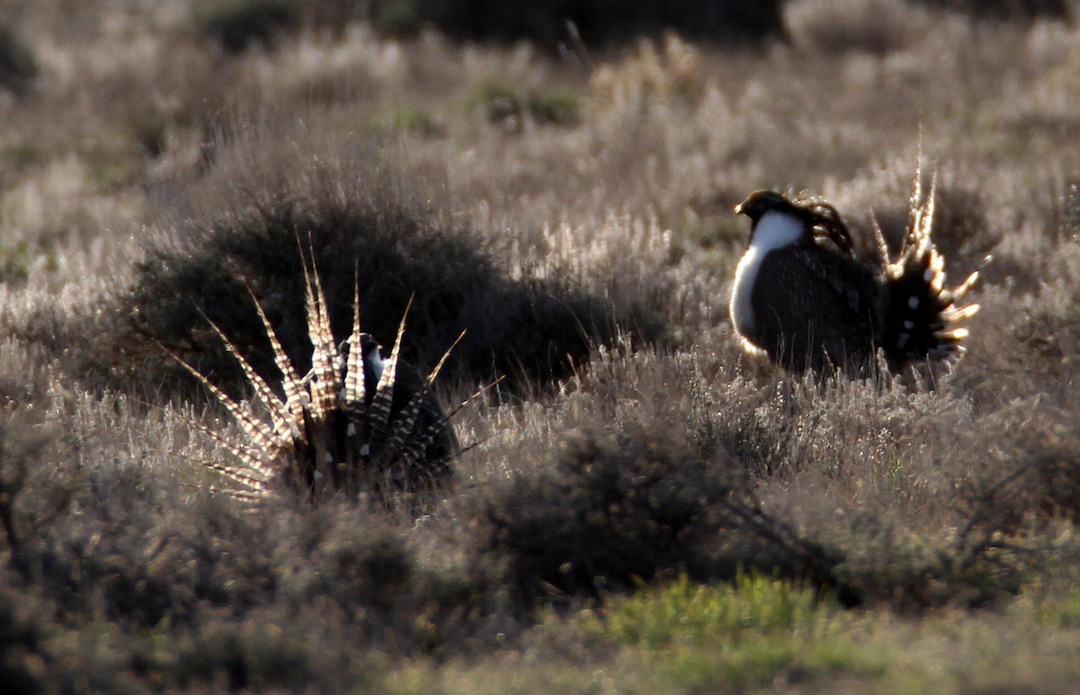 Rick Egan  | The Salt Lake Tribune Gunnison sage-grouse, strut on a lek near Monticello, Utah, Wednesday, March 22, 2012.