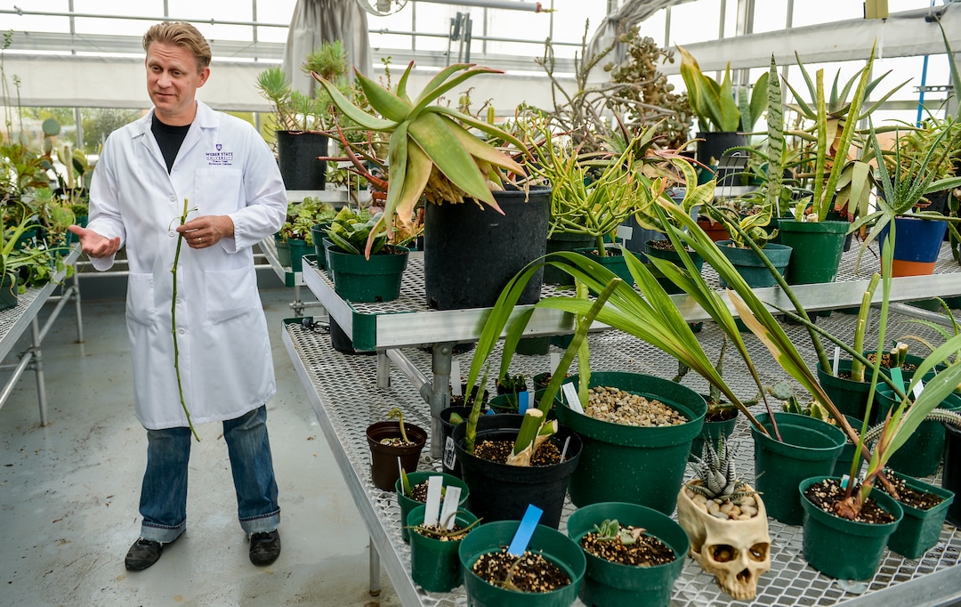(Leah Hogsten  |  The Salt Lake Tribune) ÒIf this plant produces rope and can be a pain reliever, what else?Ó thought Jeff Colbert, a graduate student at Weber State, who has a special permit to grow and study hemp, namely Young Sim Ten variety of sativa canabis.