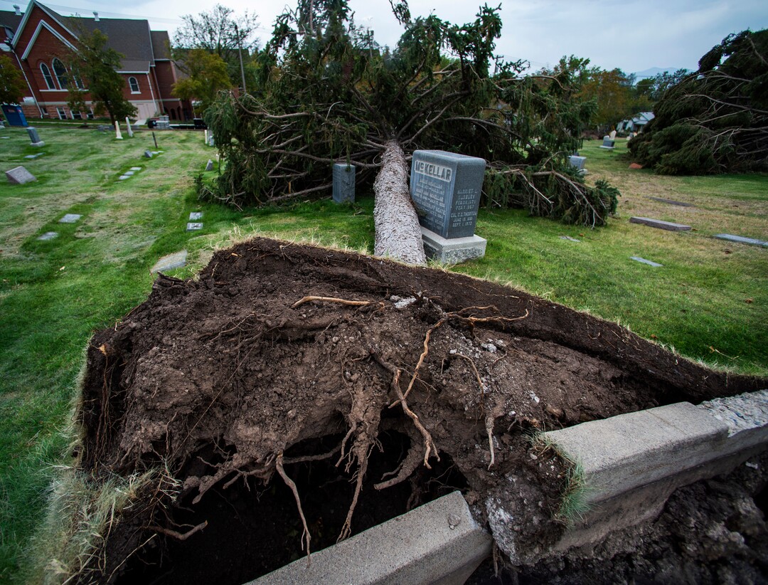 (Rick Egan  |  The Salt Lake Tribune)    Hundreds of headstones in the Salt Lake City Cemetery were damages in the recent wind storm, Friday, Sept. 18, 2020.