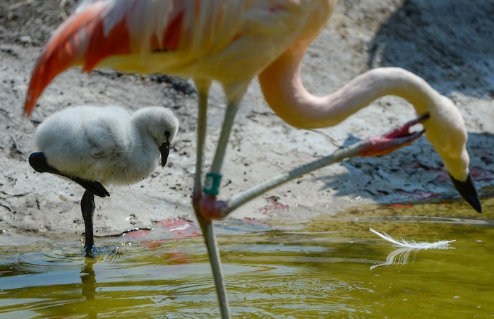 (Francisco Kjolseth  |  The Salt Lake Tribune)  Tracy Aviary has a variety of new birds, including three new baby Chilean Flamingos. The trio, ranging in age from 14 to 29 days of age are growing fast and the aviary is currently having a naming competition. Every egg that is laid at the aviary is given a number. Chick 3 just happened to get the egg number 007, so keepers decided to theme the flamingo chick naming contest with 007 names. 