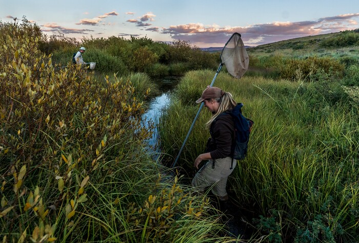 (Leah Hogsten | The Salt Lake Tribune) Boreal toad search in Bryant's Fork of Strawberry Reservoir March 1, 2022. conservation efforts to help the boreal toad, whose populations levels were declining rapidly years ago but who have recently seen some success because of efforts to raise "assurance colonies" at Hogle Zoo and elsewhere and release them into the wild. Habitat restoration has also been helpful.
.