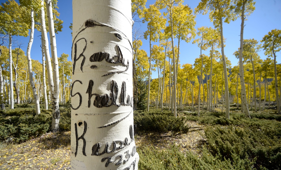(Al Hartmann  |  The Salt Lake Tribune)     
At 106 acres, Pando is the largest known aspen clone, and the most massive living thing known on earth. Its trees are united by a single root system. Scientists say deer are voraciously eating Pando's new sprouts, preventing the clone from regenerating. It could deteriorate beyond recovery in less than 20 years, they warn.
