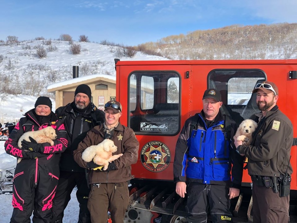 (Photo courtesy of Weber County) A search and rescue team with the Weber County Sheriff's Office helped rescue three Great Pyrenees puppies found by snowmobilers in the Ant Flat area near Monte Cristo on Dec. 1, 2019.