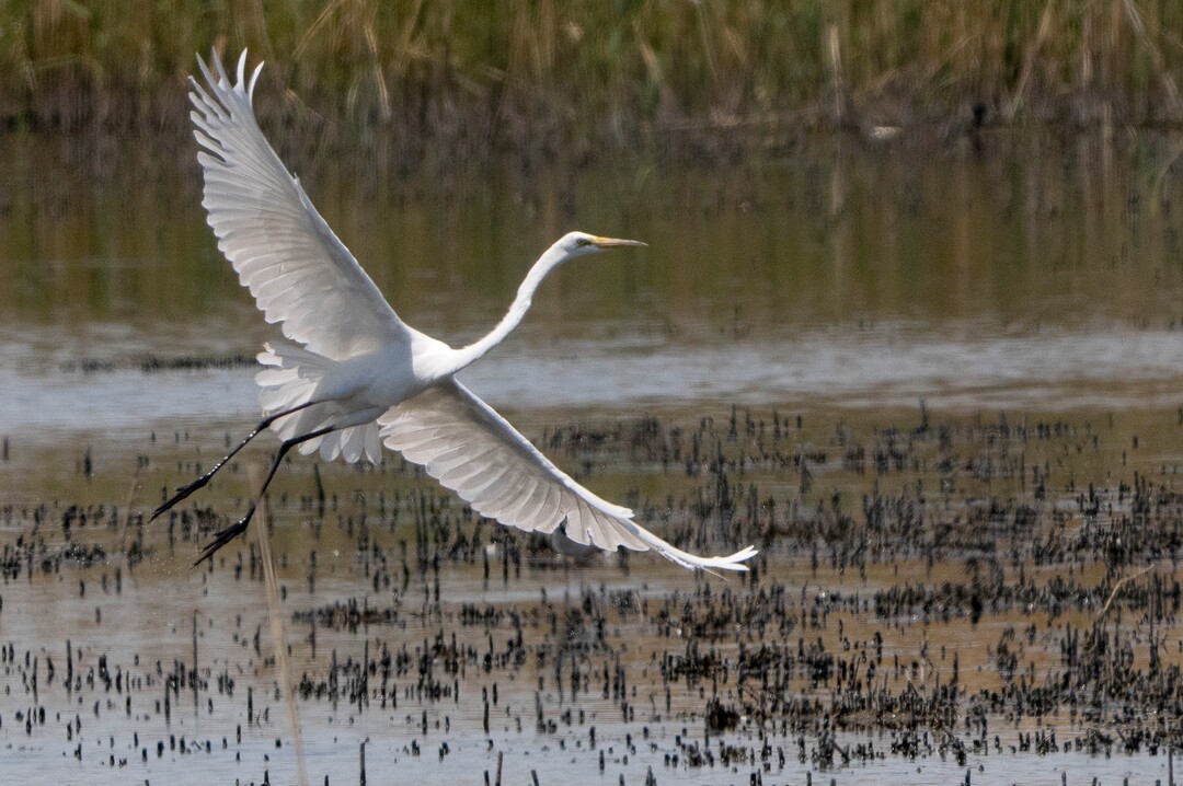 (Francisco Kjolseth | The Salt Lake Tribune) A great egret takes takes flight at Bear River Migratory Bird Refuge, a 74,000-acre nature reserve in the northern Great Salt Lake on Wednesday, June 23, 2021.