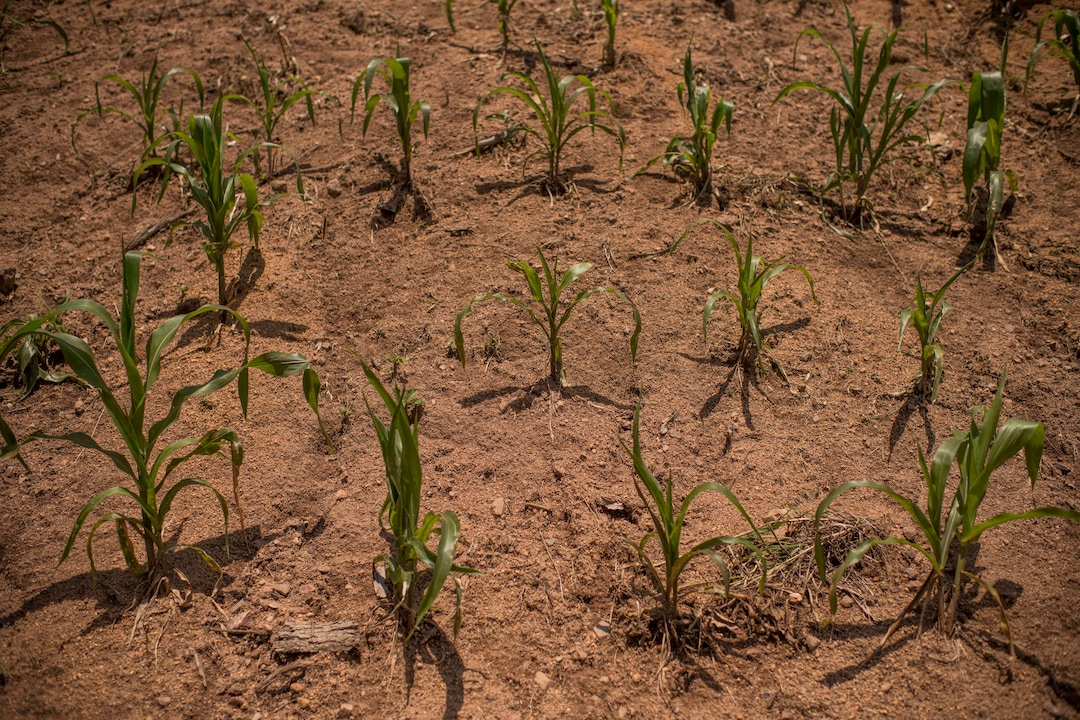 (Daniele Volpe | The New York Times) Corn plants struggling for lack of water in the village of La Palmilla, in the Chiquimula region of Guatemala, July 23, 2020. Around the world, the poor and marginalized are much more likely to be vulnerable to extreme heat; in the past decade, five long and harsh late summer droughts have cursed this region known as the "Dry Corridor."