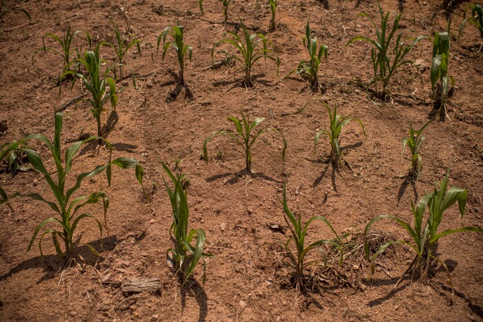 (Daniele Volpe | The New York Times) Corn plants struggling for lack of water in the village of La Palmilla, in the Chiquimula region of Guatemala, July 23, 2020. Around the world, the poor and marginalized are much more likely to be vulnerable to extreme heat; in the past decade, five long and harsh late summer droughts have cursed this region known as the "Dry Corridor."