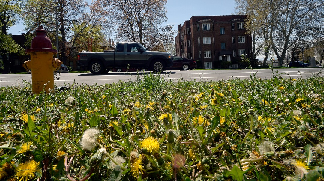 (Al Hartmann  |  The Salt Lake Tribune) 	
Dandelions are in full bloom in front of Salt Lake City Hall on Monday April 23, 2018.