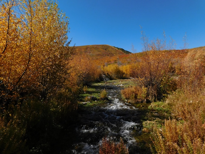 (Erin Alberty|The Salt Lake Tribune) Autumn leaves radiate color around the Cascade Springs Trail on Oct. 9, 2017 in Wasatch County.