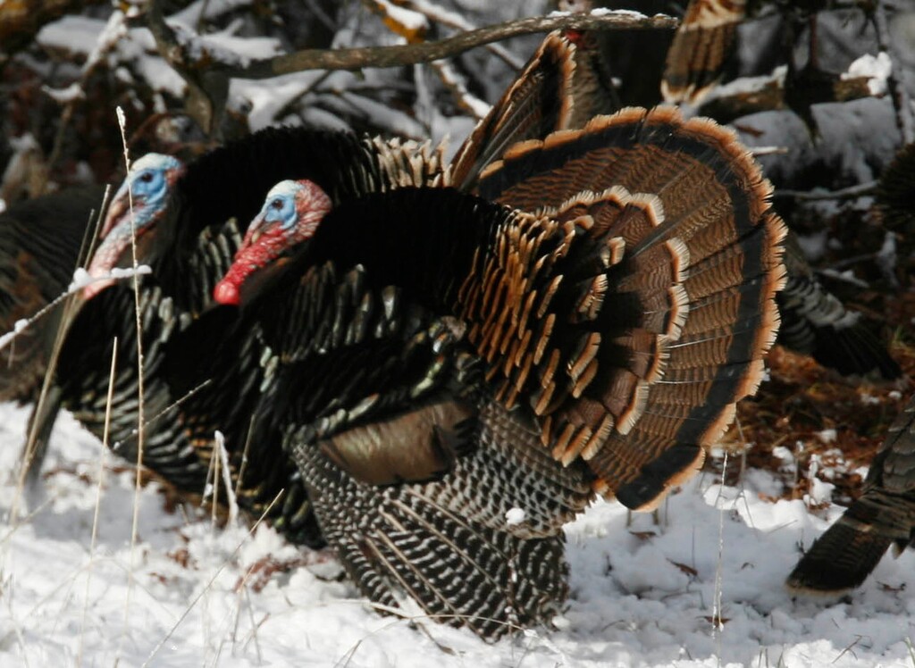 (Tribune file photo) Wild turkey near East Canyon Reservoir.