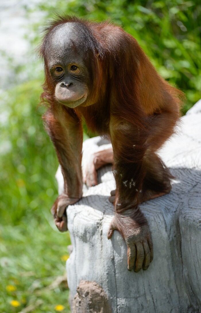 (Francisco Kjolseth  |  The Salt Lake Tribune)  A report came out on Monday, May 6, 2019, that says one million different species are in imminent danger of extinction several of which are represented at Hogle Zoo like Tuah the baby orangutan.