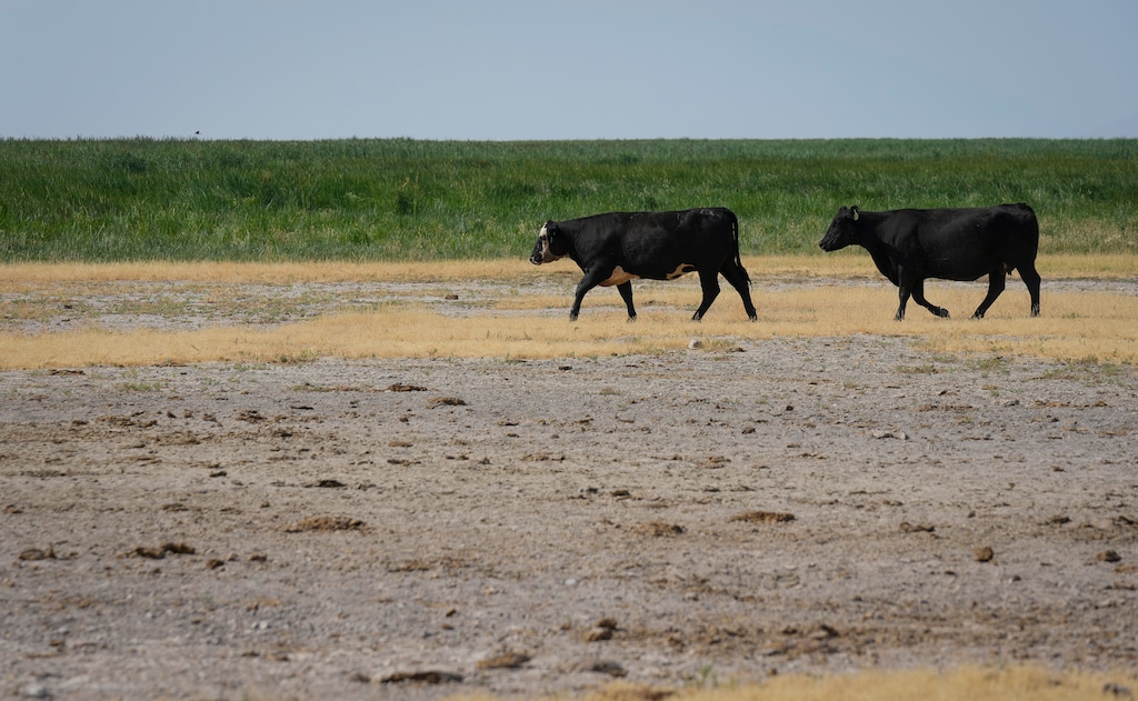 (Bethany Baker  |  The Salt Lake Tribune) Cattle walk by during a media tour to see the use of cattle to combat invasive phragmites at the Great Salt Lake Shorelands Preserve in Syracuse on July 16, 2024.